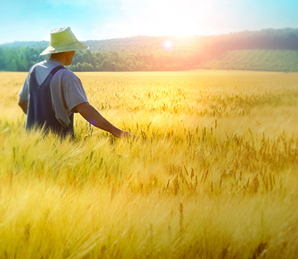 農(nóng)村農(nóng)業(yè)